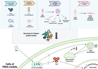 Perspectives on current models of Friedreich’s ataxia